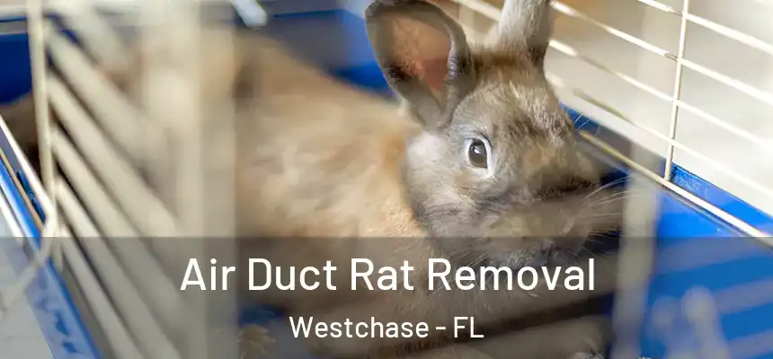  Air Duct Rat Removal Westchase - FL