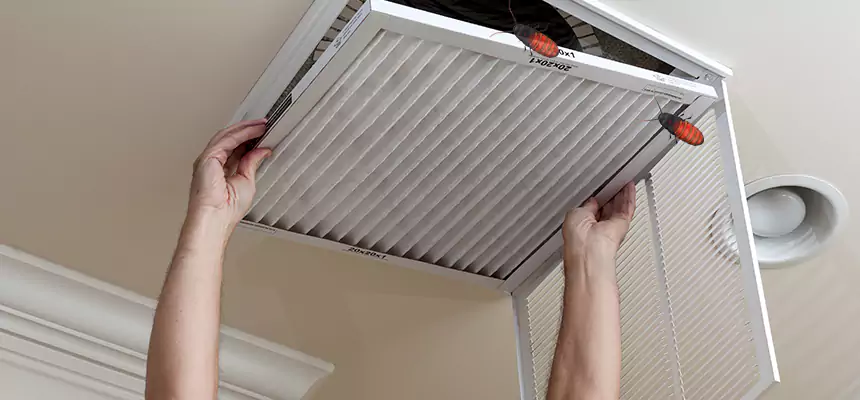 Our Insect Removal from Air Ducts Services in Westchase, FL