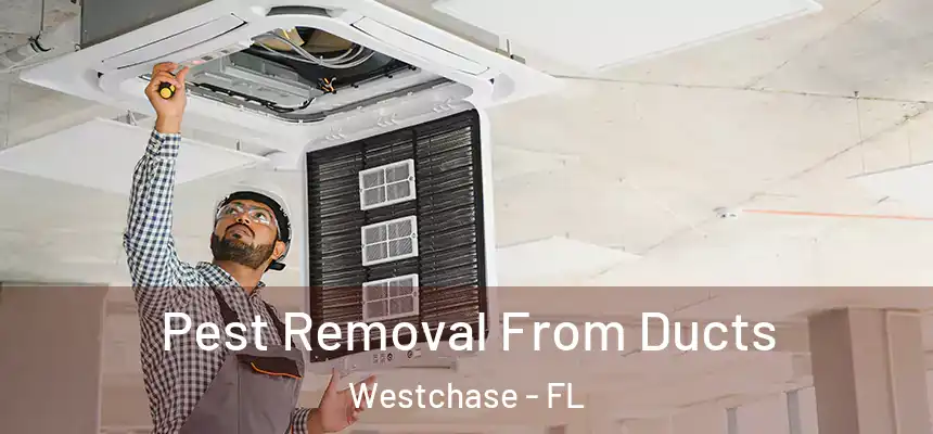 Pest Removal From Ducts Westchase - FL